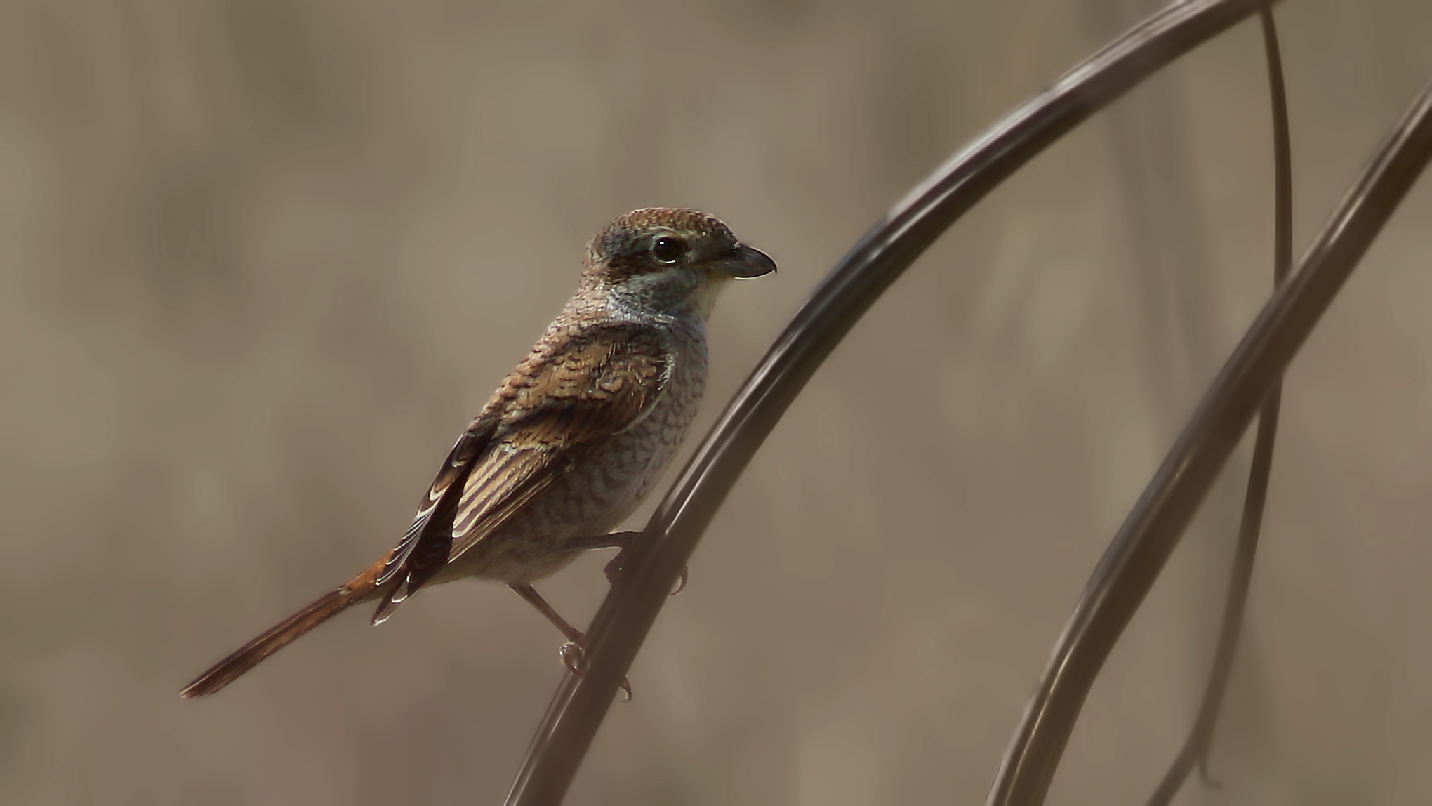 Red-backed Shrike